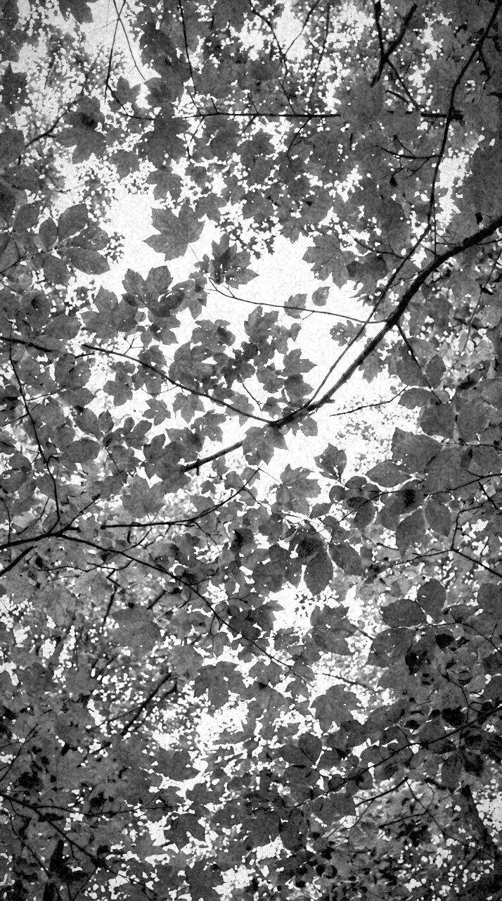 Graded with Infrared Look + Red Filter: Canopy light, inverted. Leaves to white, the sky behind them to black.