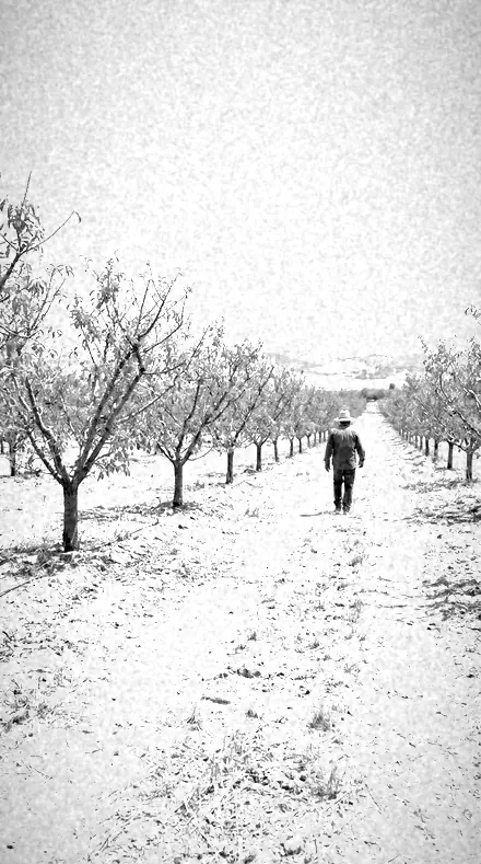 Graded with Infrared Look + Red Filter: Rows in false tone