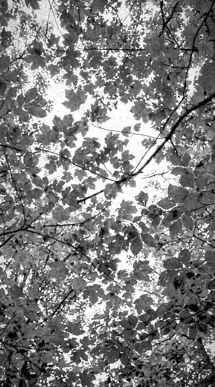 Wood Effect on Foliage, past visible light