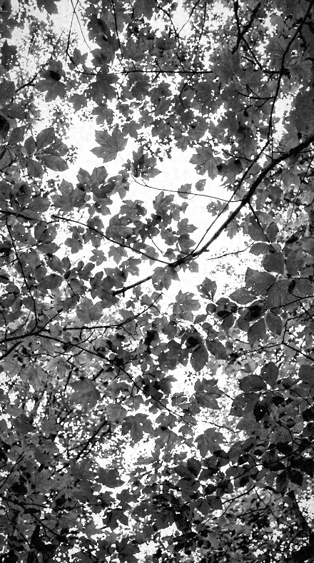 Chlorophyll Glow on Foliage, past visible light