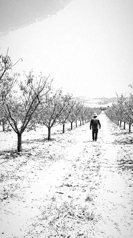 Summer Snow applied to Rows in false tone