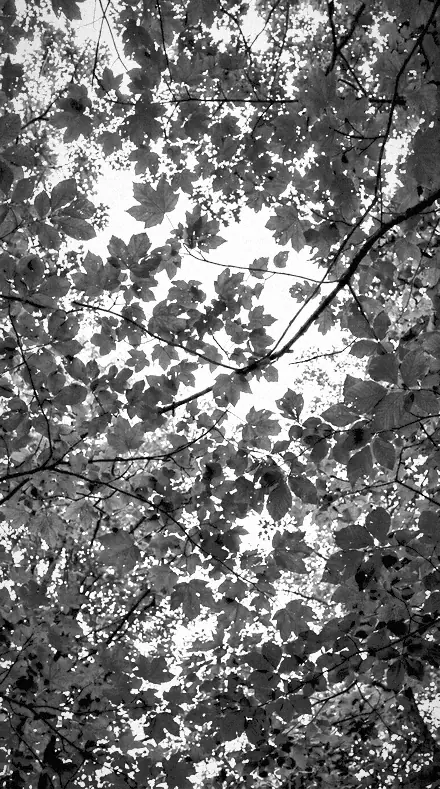 Summer Snow on Foliage, past visible light