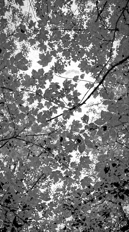 Dark Zenith on Foliage, past visible light