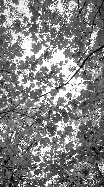 Filter Seven on Foliage, past visible light