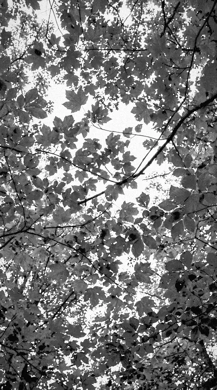 False Tone on Foliage, past visible light