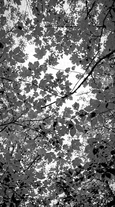 Halation Edge on Foliage, past visible light