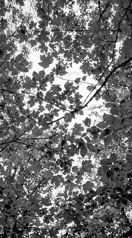 Ink Sky on Foliage, past visible light