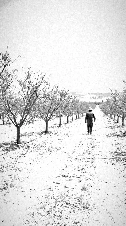 Frost Canopy applied to Rows in false tone
