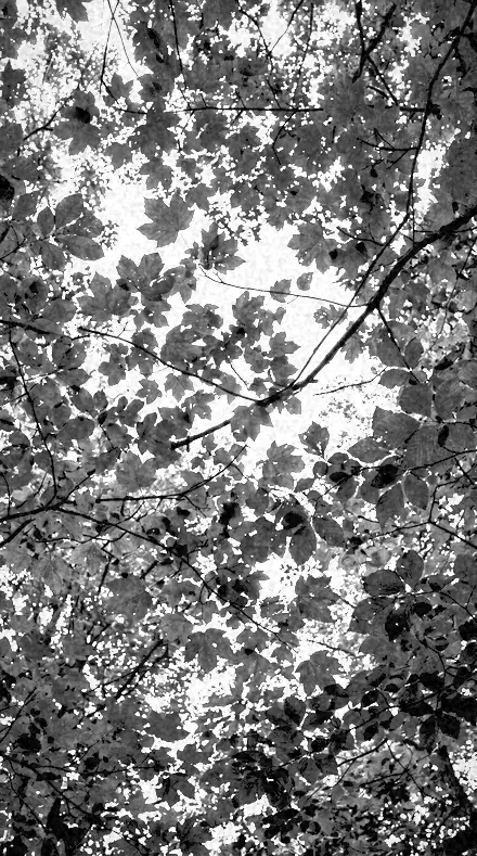 Heat Signal on Foliage, past visible light