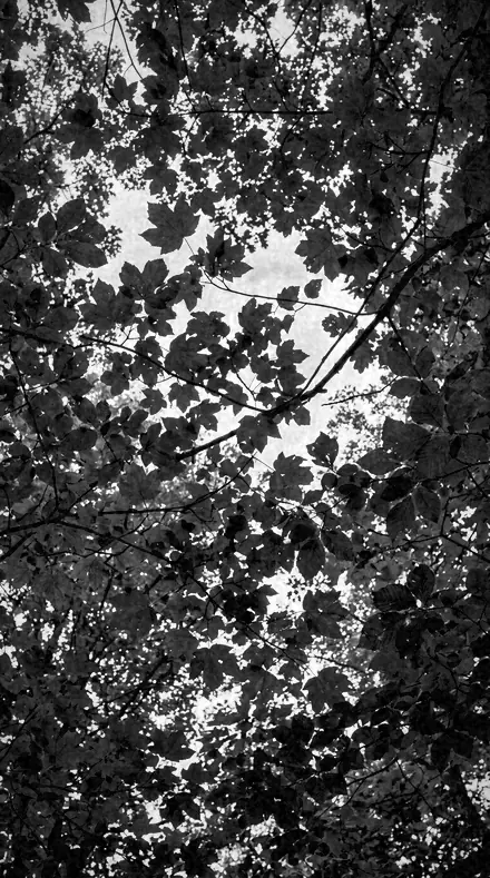 Filter Slot on Foliage, past visible light