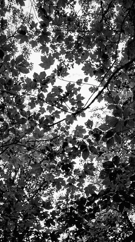 Skyline Cut on Foliage, past visible light