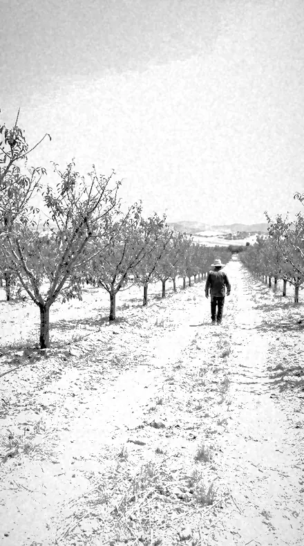 Foliage Lift applied to Rows in false tone