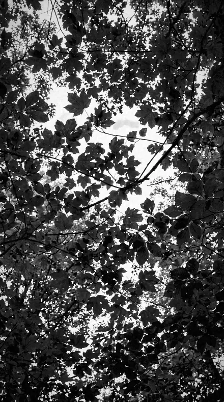 Meadow Cut on Foliage, past visible light