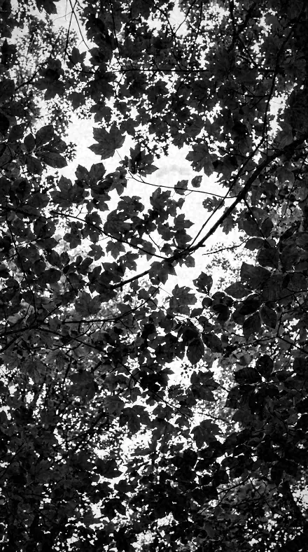 Stop Ring on Foliage, past visible light