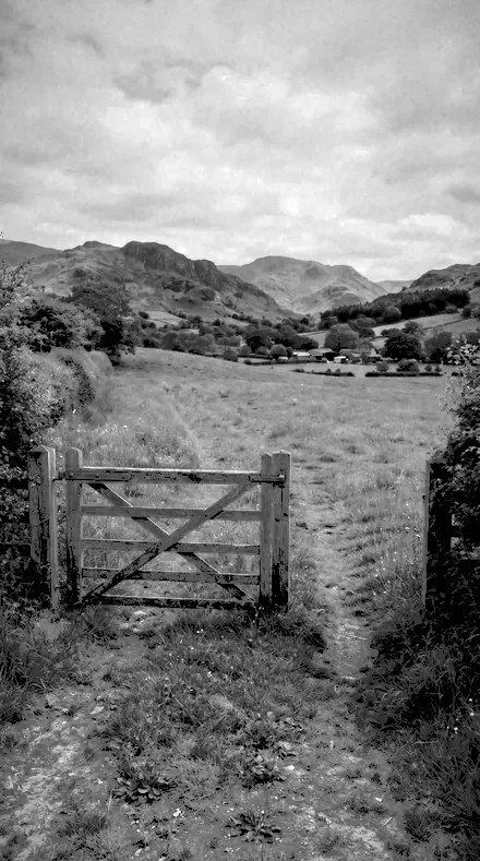 Gorse Bank applied to The field, red filtered