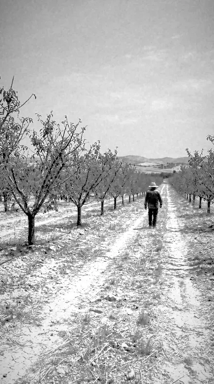 Gorse Bank applied to Rows in false tone