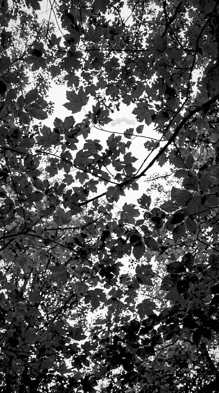 Canopy Light on Foliage, past visible light