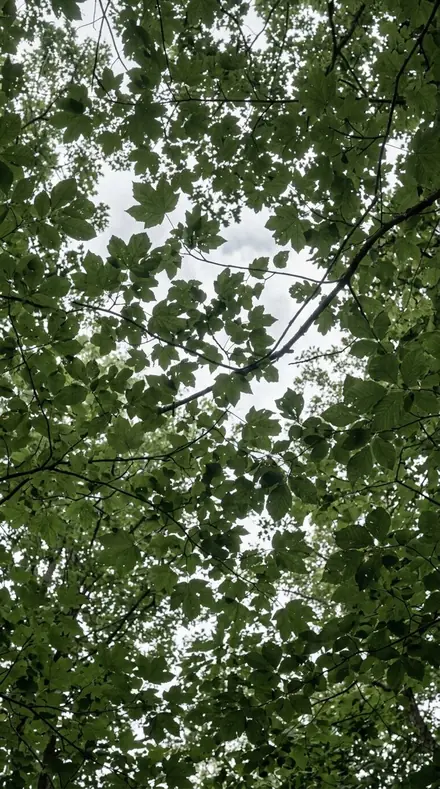 Before: Foliage, past visible light